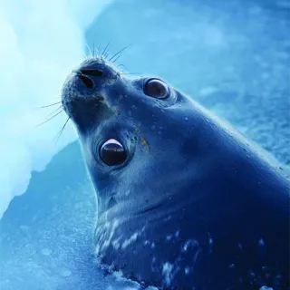 👀 18c1100b seal, animal, water, ice, wildlife, antarctica telegram sticker