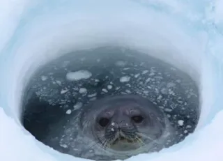 Coldboys 2 telegram stickers