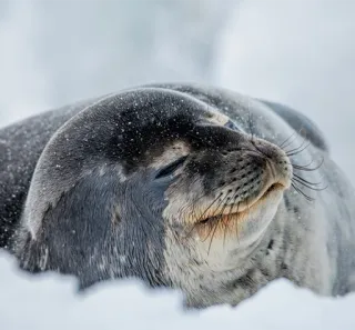 ☺️ 3d008f45 seal, animal, wildlife, ice, snow, cute telegram sticker