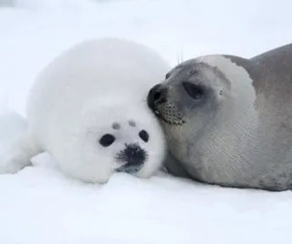 💋 444ca4d1 seal, baby seal, animal, wildlife, cute, mammal, ice telegram sticker