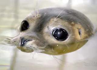 👀 57e350fe seal, animal, cute, wildlife, water, mammal telegram sticker