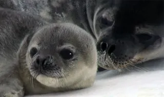 💋 6c141796 seal, baby seal, animal, cute, wildlife, mammal telegram sticker