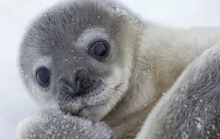 😊 7e808e7c seal, animal, cute, baby, wildlife, sea telegram sticker