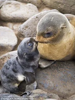 💋 8edc27a6 seals, baby seal, animals, wildlife, ocean, cute, mother, rocks telegram sticker