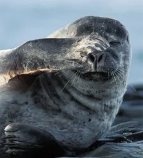 🤦‍♀️ bedd7d04 seal, animal, cute, mammal, wildlife telegram sticker