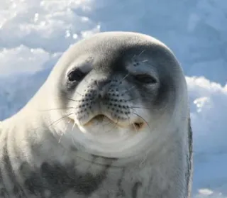 😑 d55caef8 seal, animal, ice, cute, wildlife, nature, antarctica telegram sticker