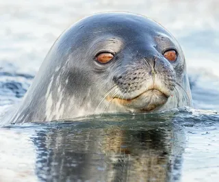 👀 f4b37a13 seal, animal, mammal, water, sea, wildlife telegram sticker