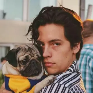 🗝 3828bdbc uomo, cane, carlino, animale domestico, persona, carino telegram sticker