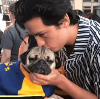 😙 40fb46fe hond, mopshond, huisdier, affectie, man, kus telegram sticker