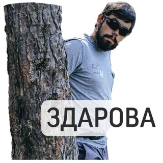 ✋ e56accca ЗДАРОВА 男人, 树, 太阳镜, 问候, 你好 whatsapp sticker