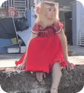 🪸 000279cb nuna singe, robe, animal, primate, vêtement, mème telegram sticker