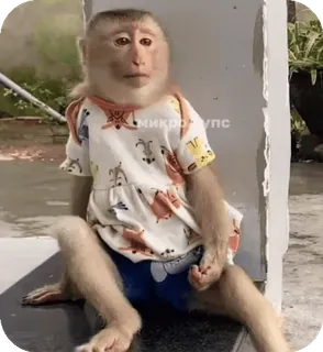 🪸 0985560c микрорупс singe, animal, vêtement, mignon, drôle, mème telegram sticker