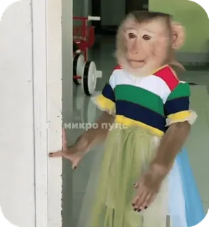 🪸 127eece4 микро пупс singe, animal, vêtement, robe, mignon telegram sticker