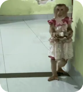 🪸 16af6ea7 мир тур singe, robe, animal, mignon, drôle telegram sticker