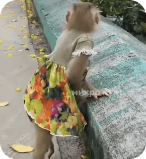 🪸 18ade959 singe, robe, animal, mignon, drôle, primate telegram sticker