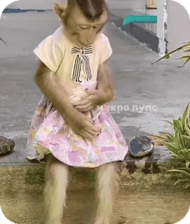 🪸 344516e8 микро пупс singe, animal, robe, mignon, primate telegram sticker