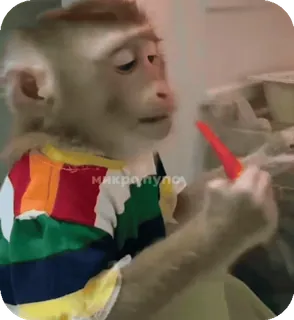 🪸 3b4900df микропуло singe, doigt d'honneur, geste obscène, impoli, animal telegram sticker