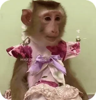 🪸 4ba90c32 микро Дудь singe, robe, mignon, animal, mème, drôle, primate telegram sticker