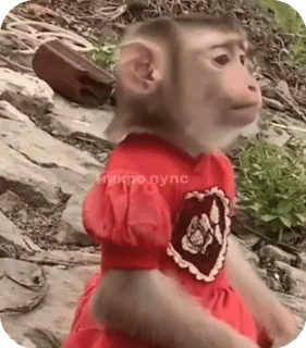 🪸 51821090 микро пупс singe, animal, mème, drôle, mignon, singe, primate telegram sticker