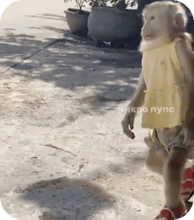 🪸 543ebfd0 никро пупс singe, vêtement, animal, mignon telegram sticker