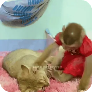 🪸 59f95d64 микродупс singe, chat, animal, animal de compagnie, mignon, amitié telegram sticker