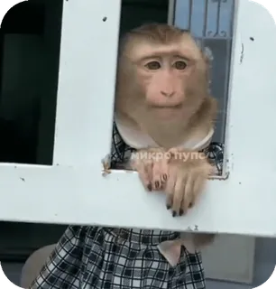 🪸 65e68f07 микро пупсик singe, mignon, animal, mème, fenêtre telegram sticker