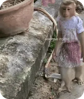 🪸 6e8afa80 микро пупс singe, animal, mignon, vêtement telegram sticker