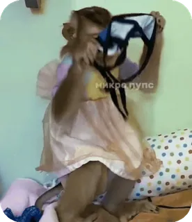 🪸 7053e14a микра пупс singe, animal, drôle, robe, mignon, texte telegram sticker