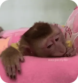 🪸 708ae33e микро пупс singe, bébé singe, triste, animal, mignon telegram sticker