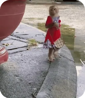 🪸 74ca752d singe, animal, habillé, robe rouge, vêtements, mignon telegram sticker