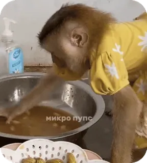 🪸 8a72bc76 микро пупс singe, animal, lavabo, intérieur, évier, eau telegram sticker