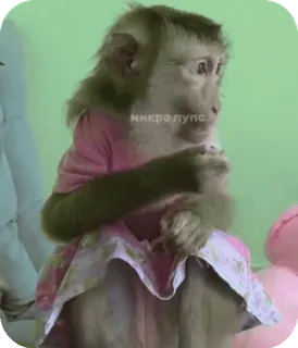 🪸 8b3909c9 микропупс singe, animal, robe, mignon, animal de compagnie telegram sticker