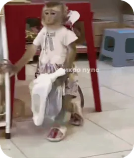 🪸 8ea46754 микро пупс singe, animal, drôle, mème telegram sticker