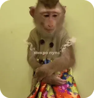 🪸 8f910dff микро пупс singe, animal, robe, mignon, drôle, singe telegram sticker