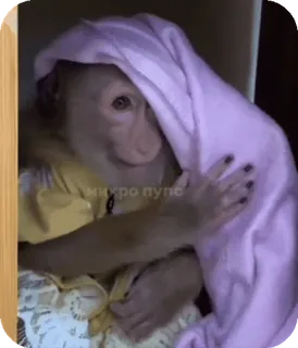 🪸 901ddf28 микро пупс singe, animal, mignon, animal de compagnie, drôle, mème telegram sticker