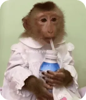 🪸 90613219 Madoo punya singe, animal, boisson, mignon, madoo, punga, primate telegram sticker