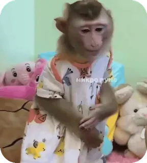 🪸 92d62d89 микро тупо singe, animal, pyjama, mignon, drôle telegram sticker