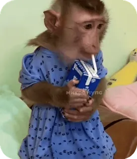 🪸 94de682e микропупс singe, animal, robe, jus, mignon telegram sticker