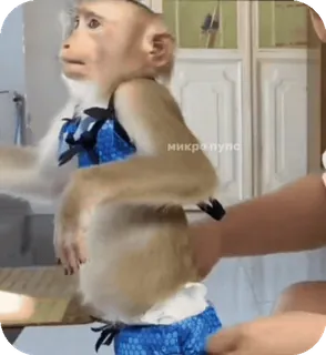 🪸 95a352c1 микралупс singe, animal, primate, déguisé, tenue bleue telegram sticker