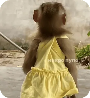 🪸 a630522f Микро пупо singe, robe, mignon, animal, jaune, bébé singe, primate telegram sticker