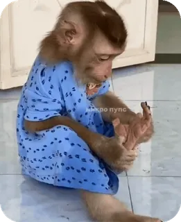 🪸 b75d2131 микро пупс singe, animal, vêtement, offensant telegram sticker