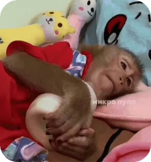 🌟 c3faea13 микро пупа singe, animal, biberon, mignon, mammifère telegram sticker