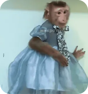 🪸 cb2f1277 микропупс singe, robe, cravate, animal telegram sticker