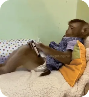 🪸 cc97cf67 Микро пупс singe, grand singe, animal, offensant, mème telegram sticker