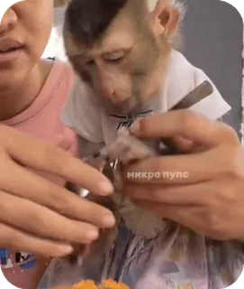 🪸 cce5af0b микро пупс singe, animal, mignon, animal de compagnie telegram sticker