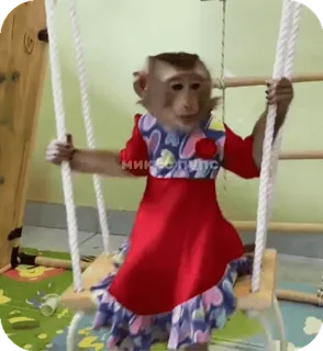 🪸 d3760f9e MИKОТУПИС singe, robe, balançoire, animal, primate, mignon telegram sticker
