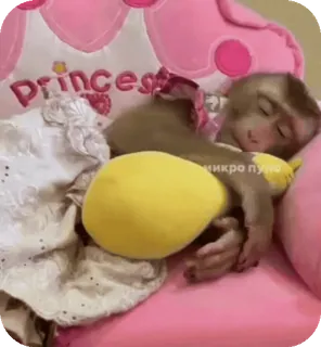 🪸 ecc204b1 telegram sticker