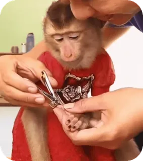 🪸 f28befe5 singe, animal, ongles, toilettage, mignon, primate telegram sticker