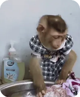 🪸 f6bb0b46 singe, animal, vêtement, lessive, propre telegram sticker