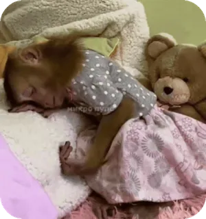 🪸 f8d2c250 микро туду singe, animal, dormir, lit, ours en peluche, mignon telegram sticker